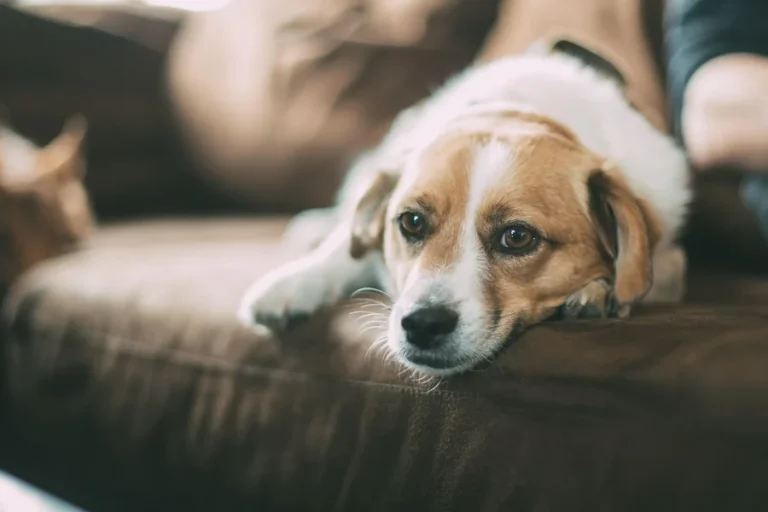 Dog diarrhea home remedies