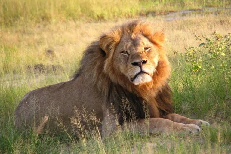 Rare Animals In Wilderness: Life Beyond Human Reach Rare Animals